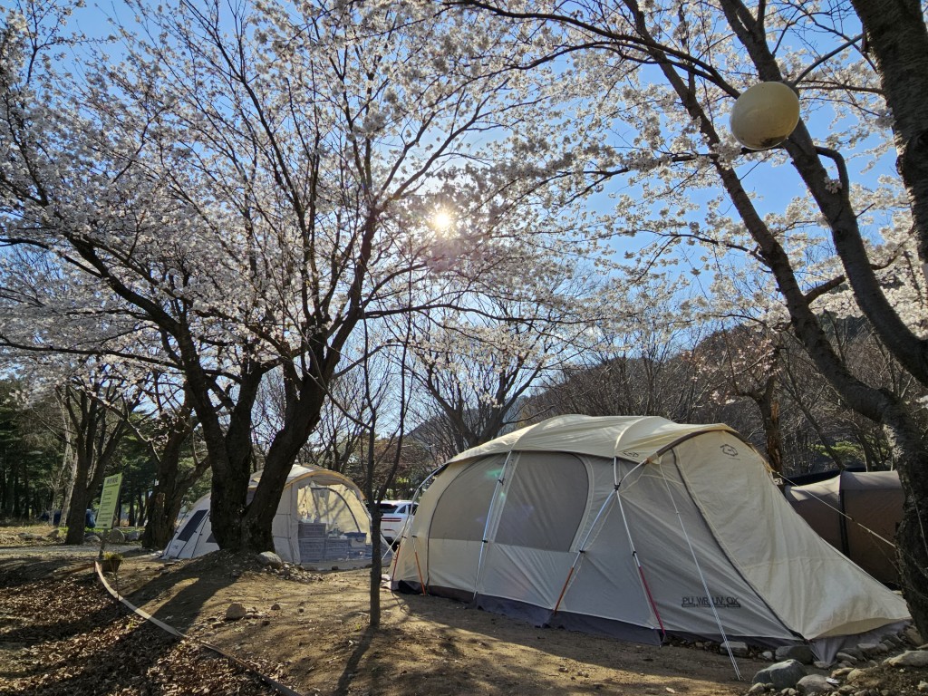 벚꽃 아래 캠핑 사이트