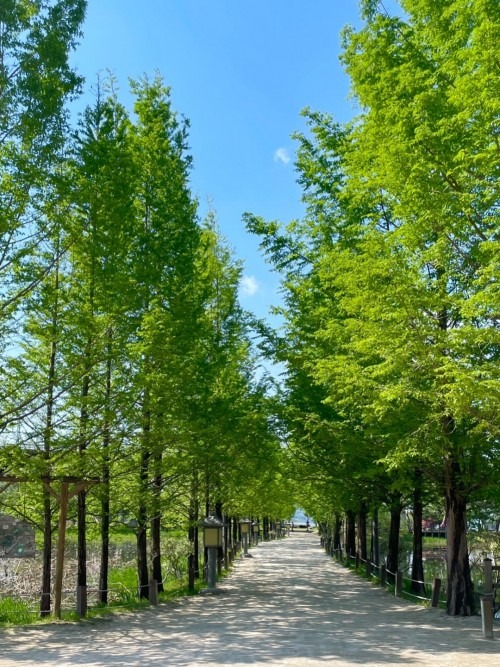 양평 세미원 연꽃