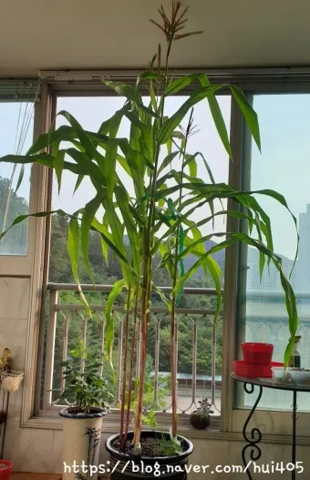 옥수수 키우는 법 품종 파종 수분수 당도 올리는 비결_25