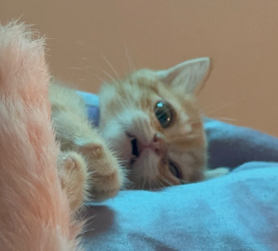 분홍색 깃털 사냥감을 노리고 호기심 어린 눈빛으로 쳐다보는 주황색 아기 고양이 뽀리의 얼굴.