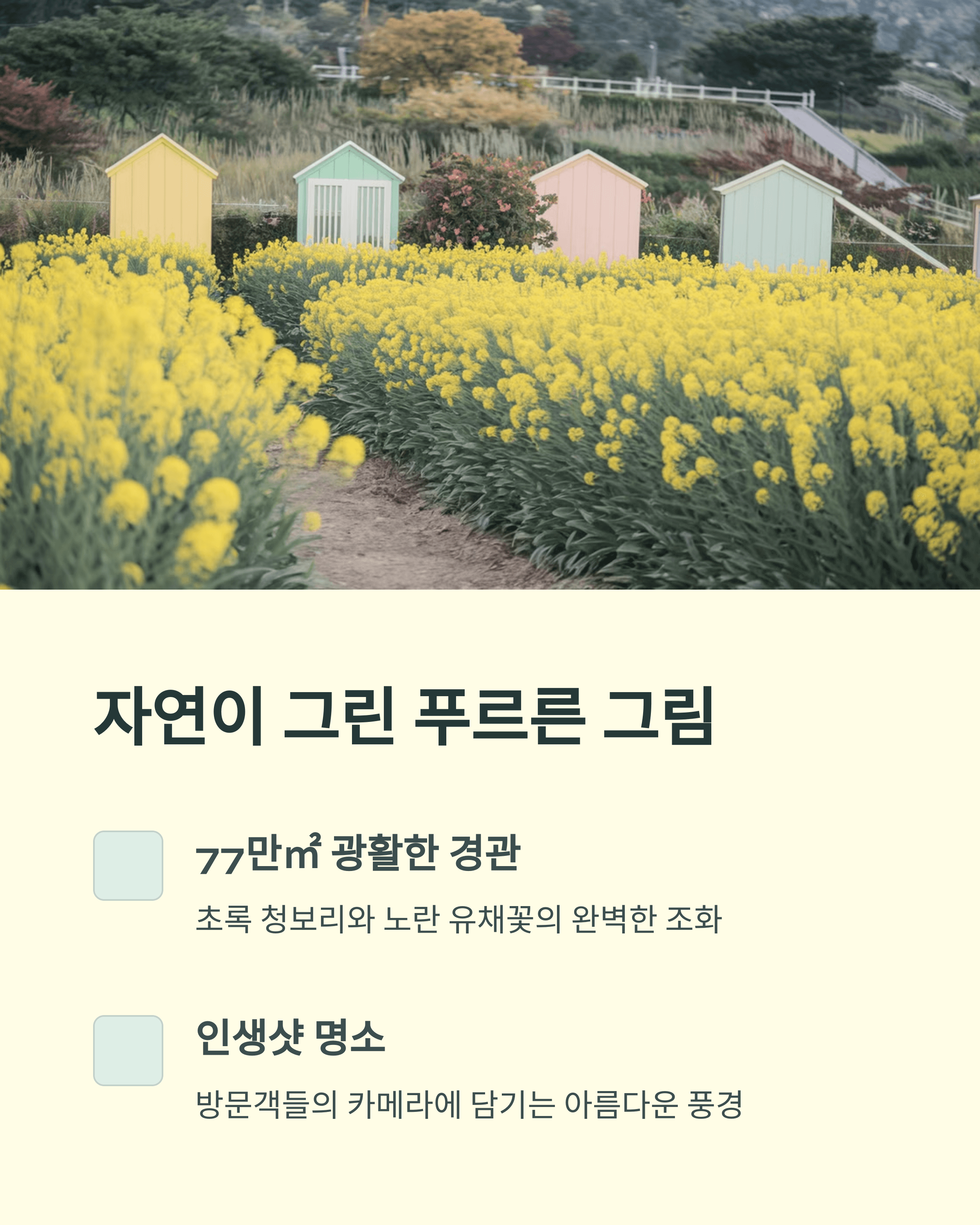 2025 고창 청보리밭 축제&#44; 폭싹 속았수다 유채꽃밭