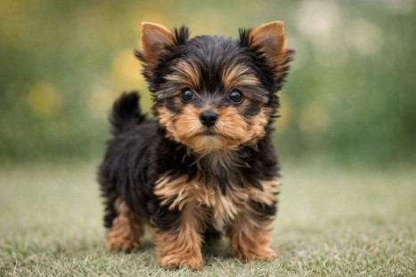 소형견 전용 건강 관리 관련 사진