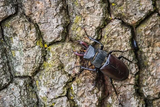 장뇌축과 세로토닌: 생성 위치&middot;조절 메커니즘&middot;정서 연관의 개요