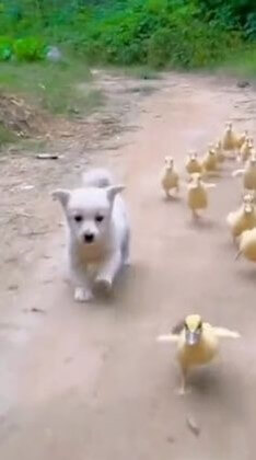 흰-강아지가-새끼-오리떼와-함께-산책하는-모습