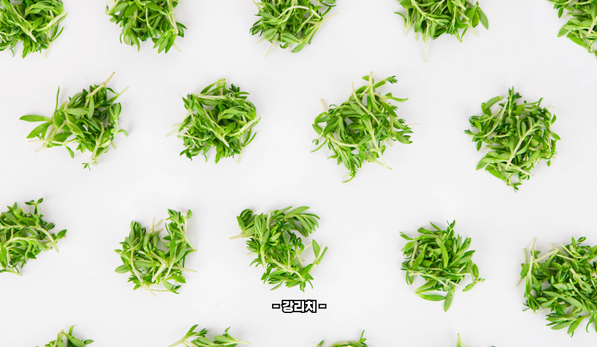 돌나물 영양성분