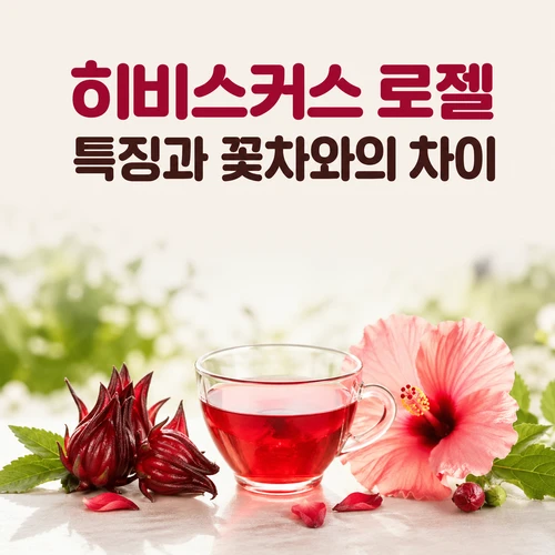 히비스커스 로젤 특징과 꽃차와의 차이
