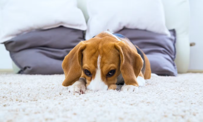 개의 탈모가 심할 때 생각할 수 있는 질병 좌우 대상으로 빠지는 경우.