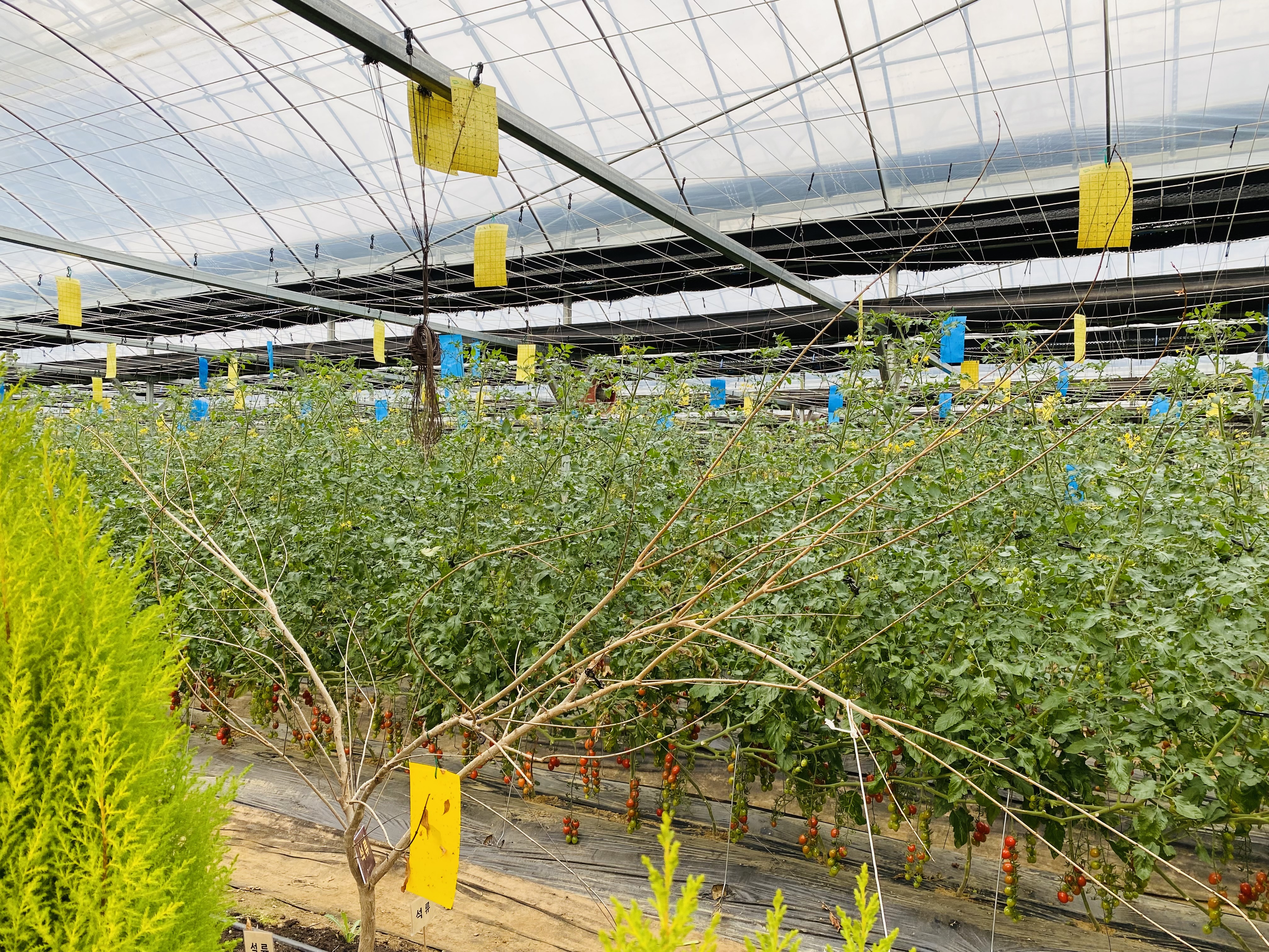 율봄식물원 토마토