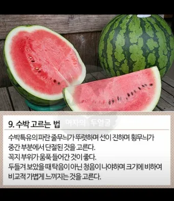 모종 고르는 법 줄기 굵기 잎색 뿌리상태 병해 흔적 확인_3