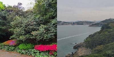 오동도 동백나무와 바다 전경