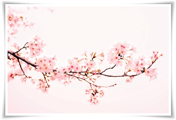 "벚꽃" 희망과 새로운 시작의 상징 봄의 전령사!