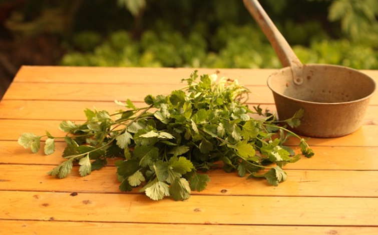 고대 아프리카의 치료법과 약초 활용 방법