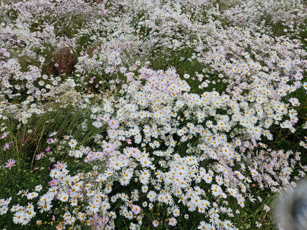 나리공원의 가을 꽃 축제