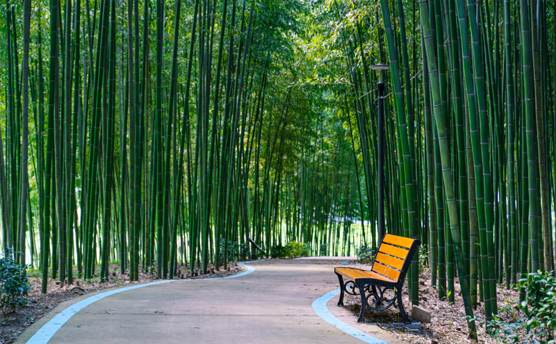 구례 섬진강 대나무 숲길 관련사진