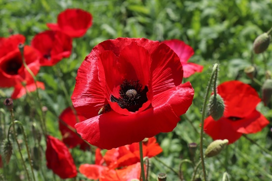 관상용 개양귀비 꽃, 꽃말/효능/키우기