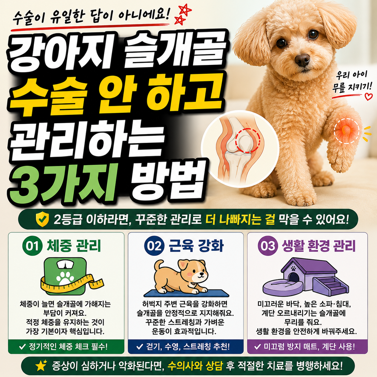 강아지 슬개골 수술 안 하고 관리하는 3가지 방법