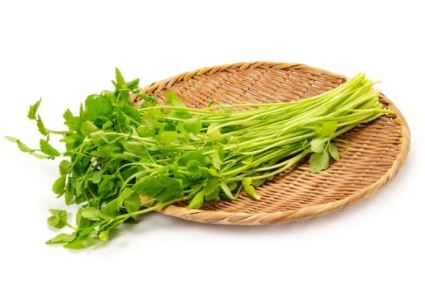 봄나물의-종류와-사진을-소개합니다.-봄나물의-종류로는 냉이-달래-쑥-미나리-등이-있습니다