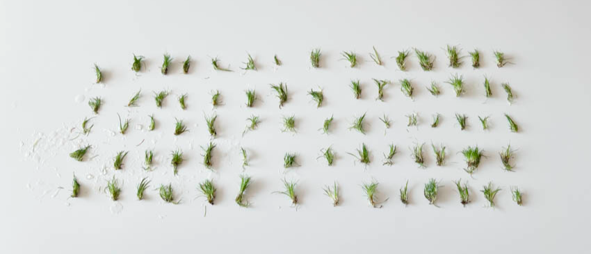 테이블에 나눈 수초들