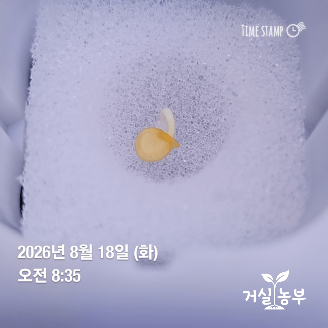 흰색 수경재배 스펀지에서 발아하는 고추 모종
