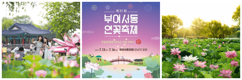 부여서동연꽃축제, 연꽃 사진