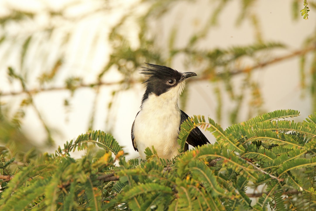 Cuckoo