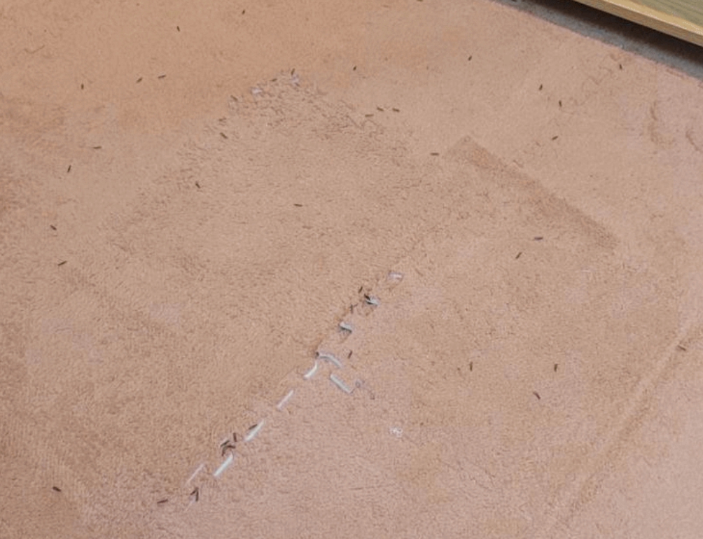 서울 강남 논현 충남 아산 흰개미 발견 여왕 유시충 퇴치 불가 바퀴벌레 문화재 여름