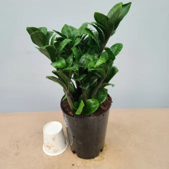 보석금전수 물주기 키우기 잎꽂이 꽃 노란잎 관리 재물운_21