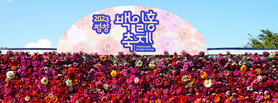 9월 축제: 평창 백일홍 축제 일정과 입장료, 가는 길, 근처 맛집 안내