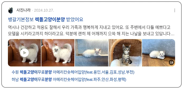 렉돌 고양이 분양_3_subsection