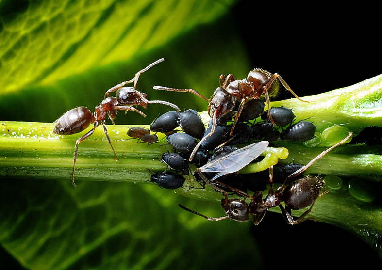 엔토모포비아(Entomophobia), 작은 생명 앞에서 느끼는 커다란 공포 이해하기!