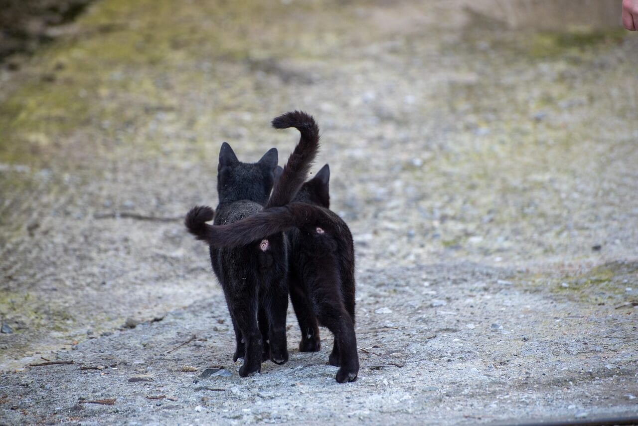 고양이 행동 심리 관찰 일지 고양이가 꼬리를 흔드는 진짜 이유, 반려인도 모르는 감정 신호