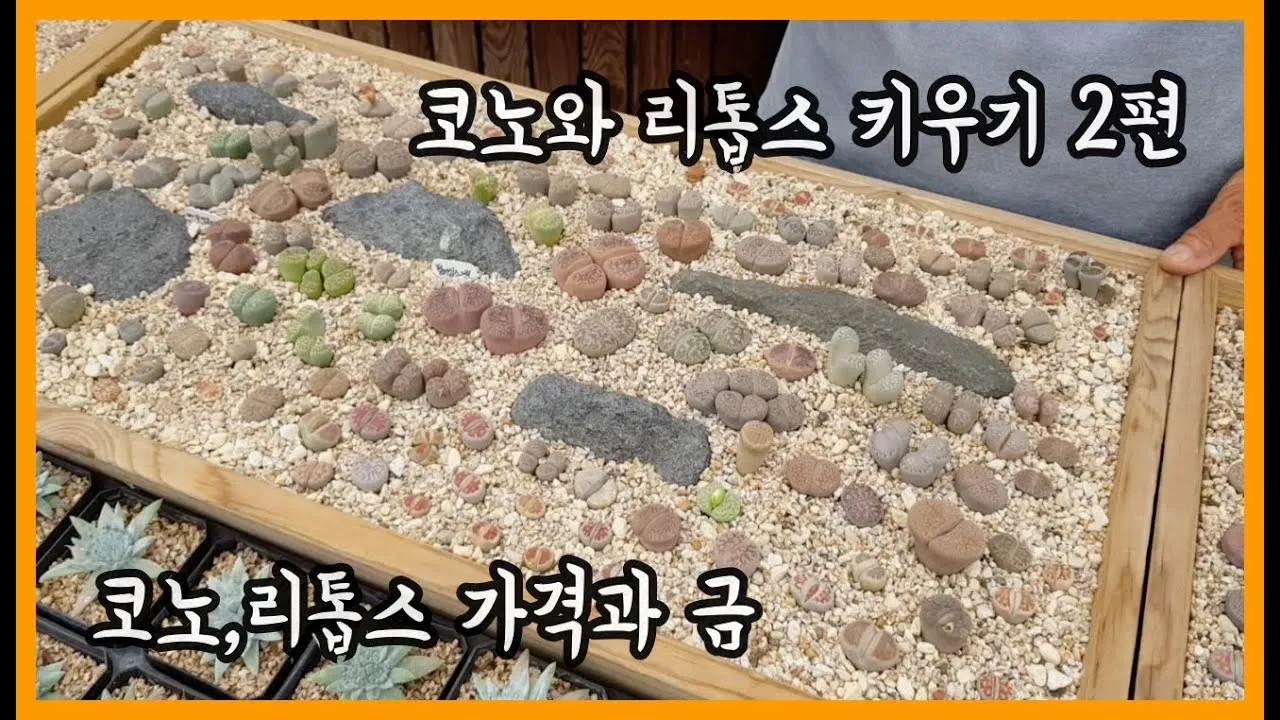 &amp;quot;리톱스