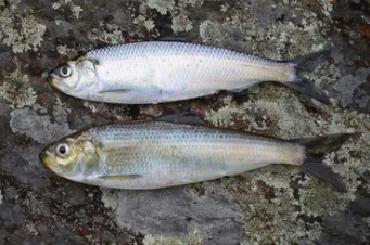과메기 맛있게 먹는법