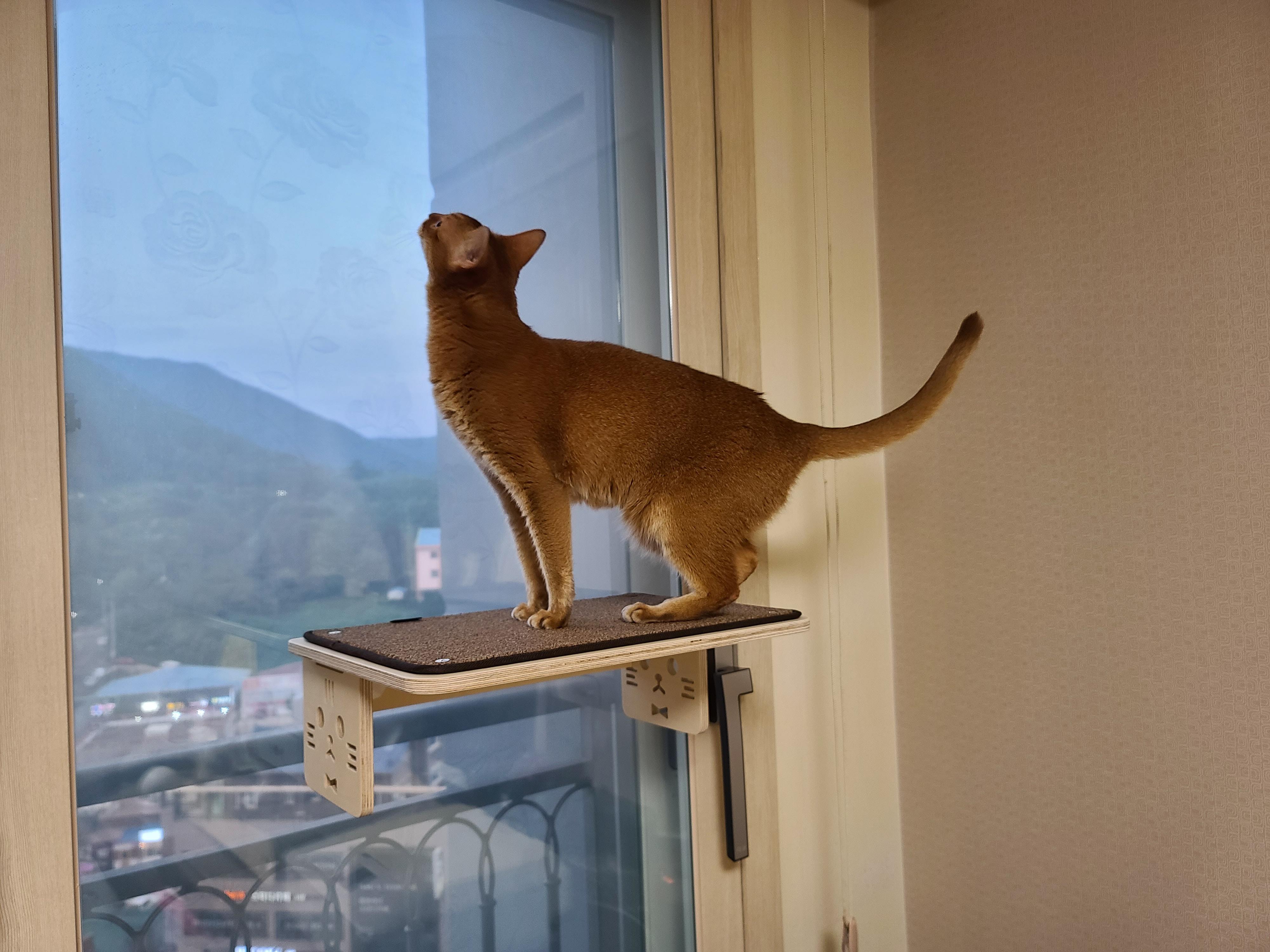 냥냥이들의 캣워크, 캣볼을 달았다. (내돈내산,스압주의)