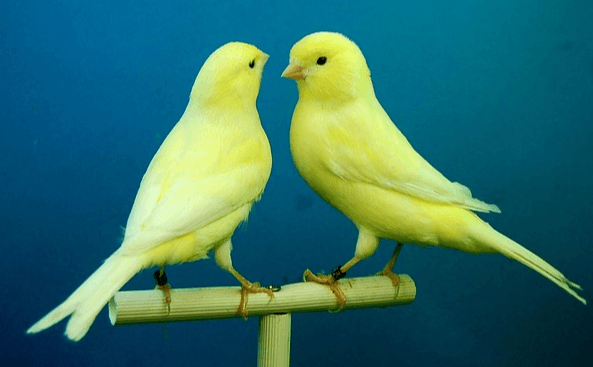 두 마리의 노란 카나리아가 마주 보고 있다. 매우 날씬하고 귀엽다.