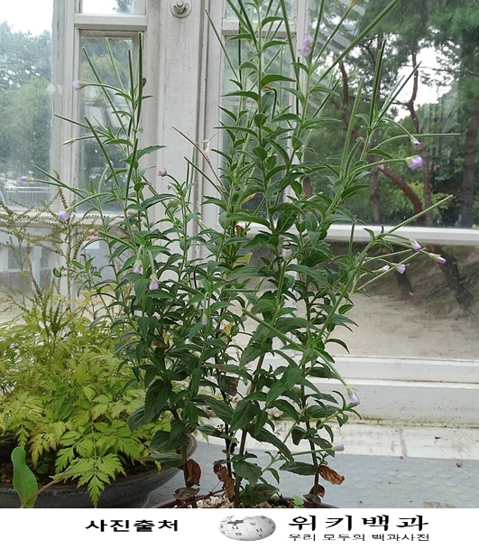 바늘꽃 효능과 부작용, 복용방법