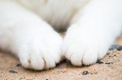 고양이의 두 발 모두.