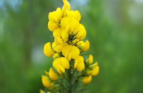 허니부쉬 분말차 만드는 방법