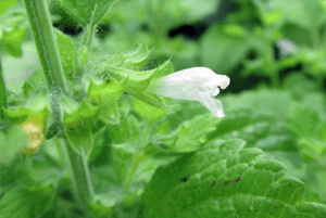레몬밤 효능13