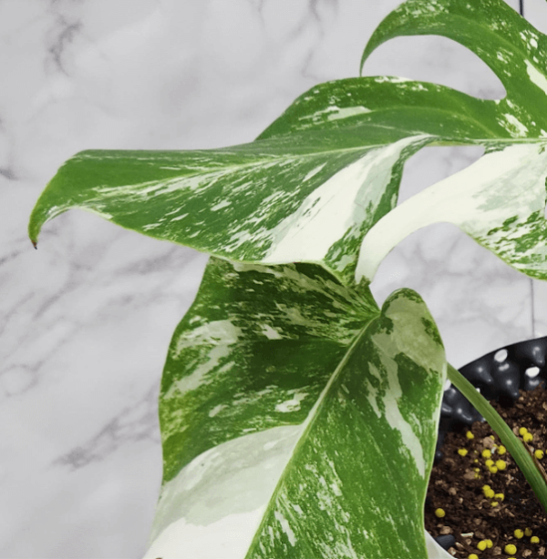 몬스테라 알보