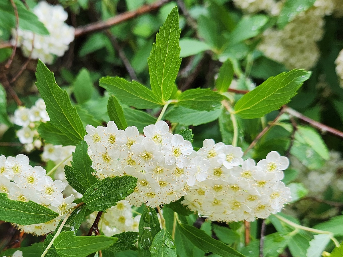 공조팝니무