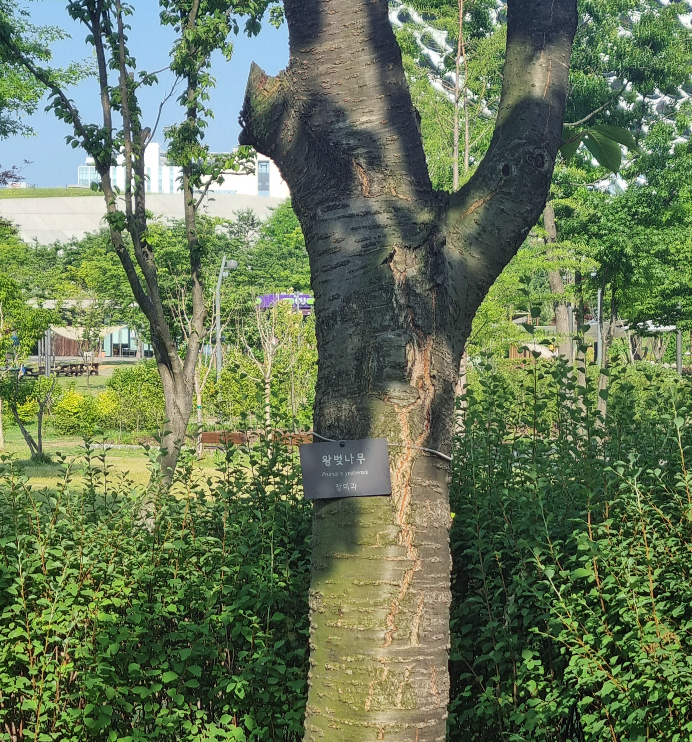 왕벚나무와 팻말