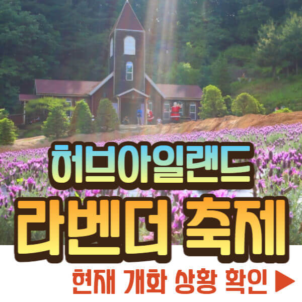 허브아일랜드 라벤더 축제