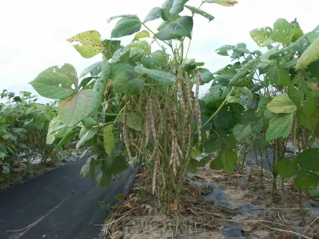 팥 재배 파종 적기 배수로 만들기 수확 건조_5