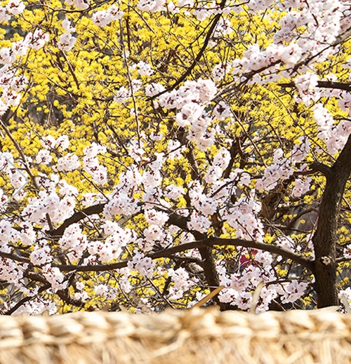 용인 가볼만한곳 이미지 입니다.