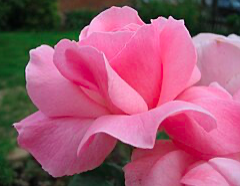 Queen Elizabeth Rose