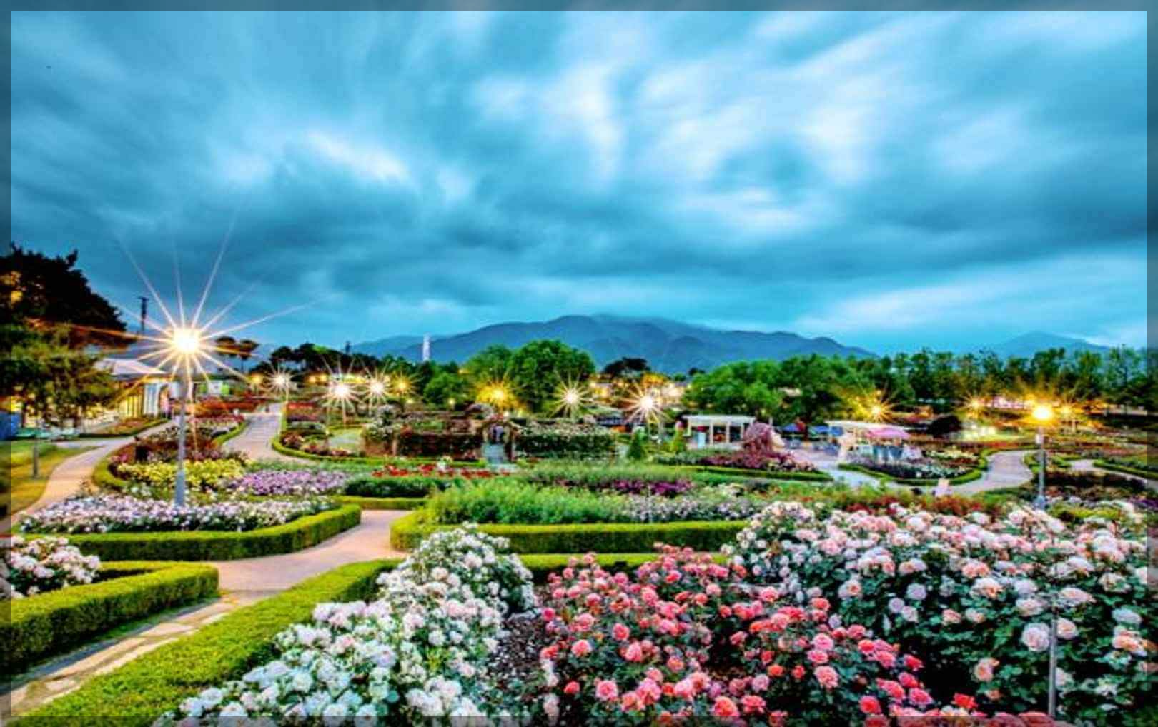 2024곡성장미축제 기간 내용 입장료 주차장 숙박[총정리]