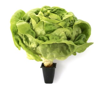 생방송투데이 환승직업 두 번째 인생 충주 쌈 채소 농장 웰팜이에이씨 쌈채소 스마트스토어 주문방법