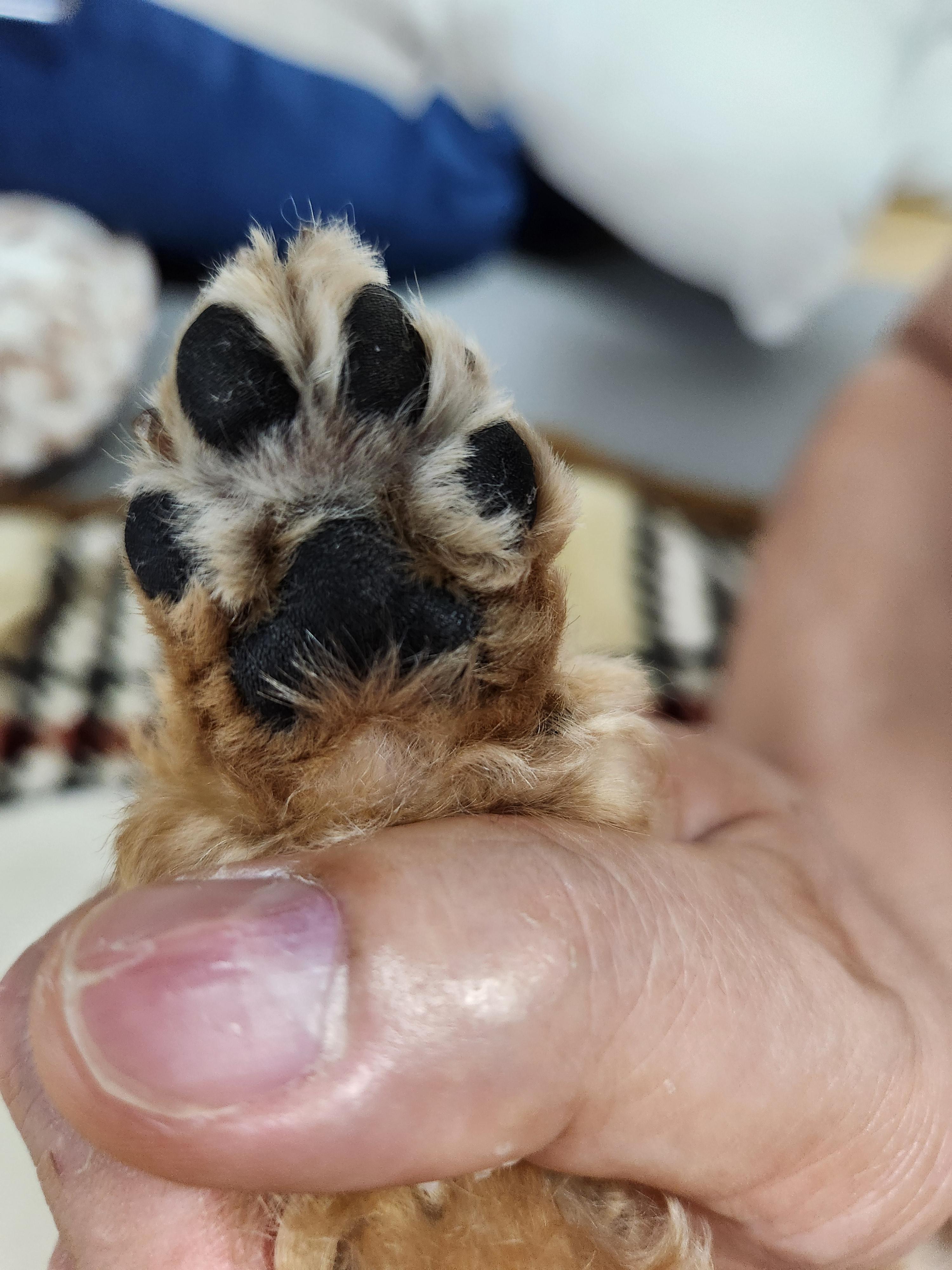 콩지 발바닥 예쁜 사진