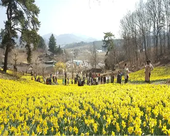서산 유기방 가옥 수선화 축제_8